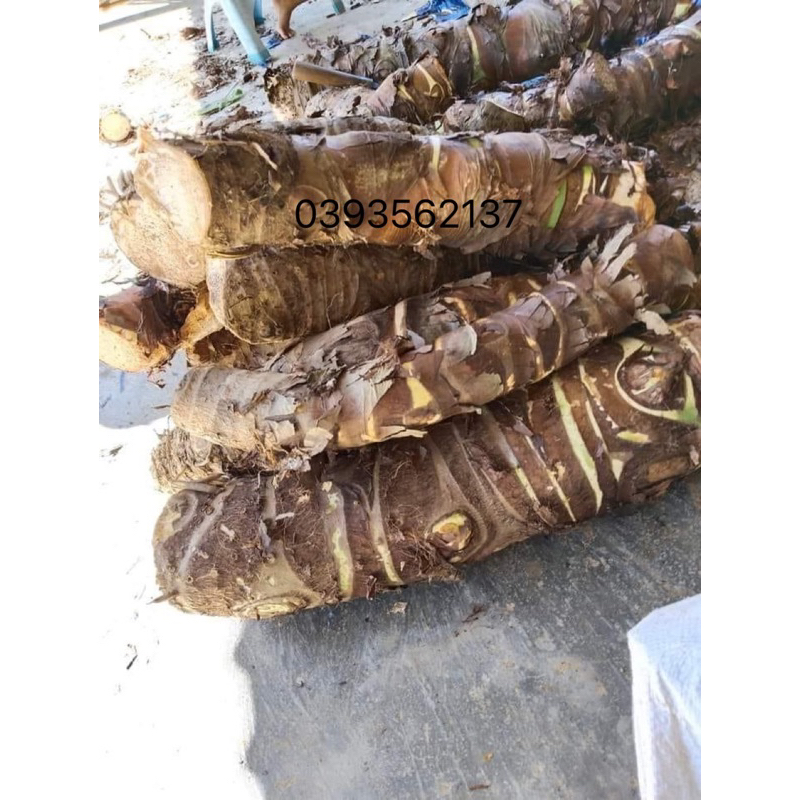 COMBO 10kg BẠC HÀ NÚI