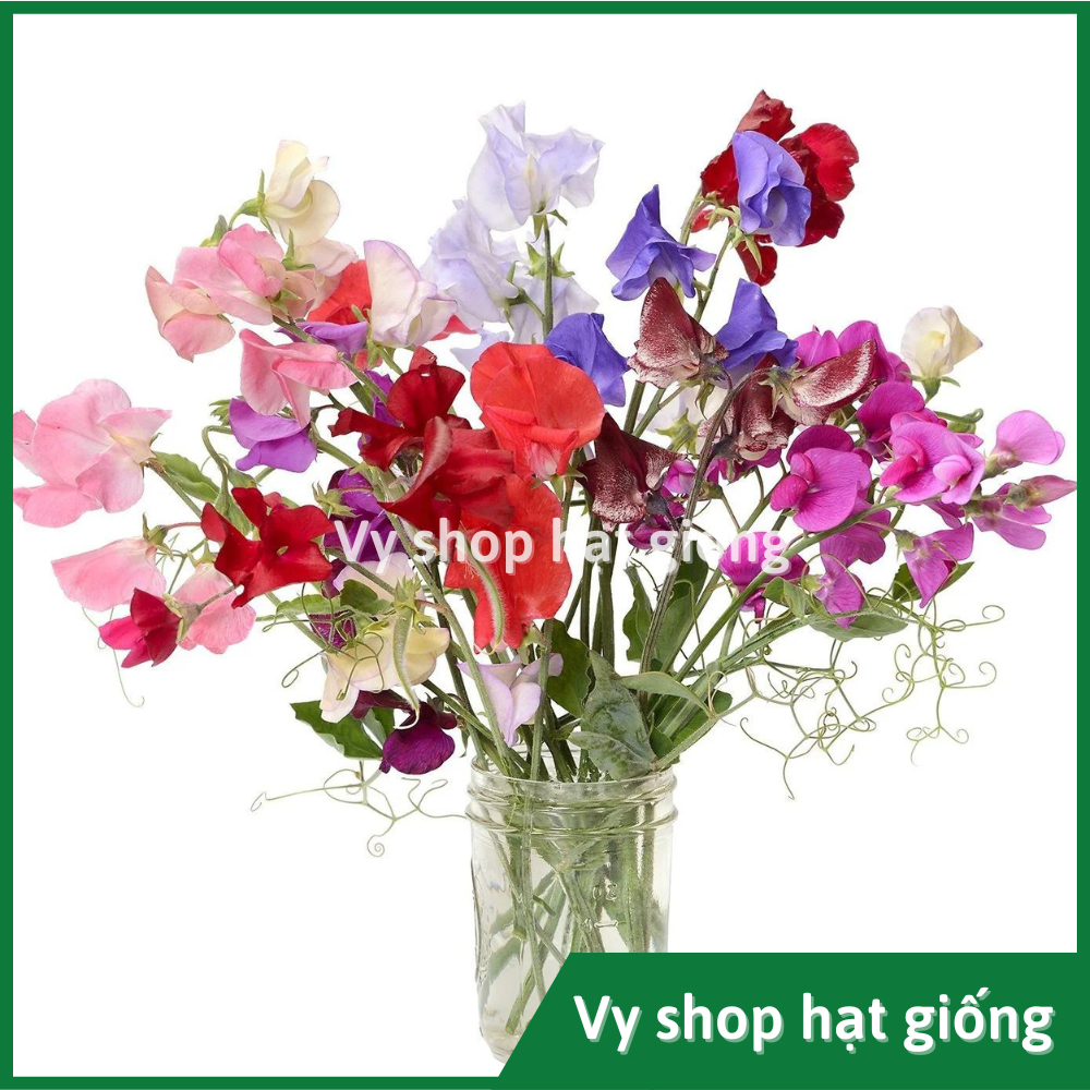Hạt giống hoa đậu thơm - Sweet pea mix màu gói 50 hạt