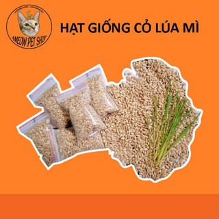 Hạt giống cỏ mèo 5k - cỏ lúa mì