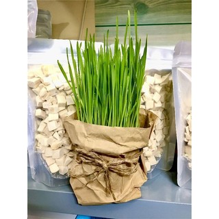 HẠT GIỐNG CỎ MÈO 100GR - CỎ LÚA MÌ