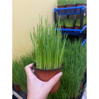 HẠT GIỐNG CỎ MÈO 100GR - CỎ LÚA MÌ