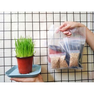 HẠT GIỐNG CỎ MÈO 100GR - CỎ LÚA MÌ
