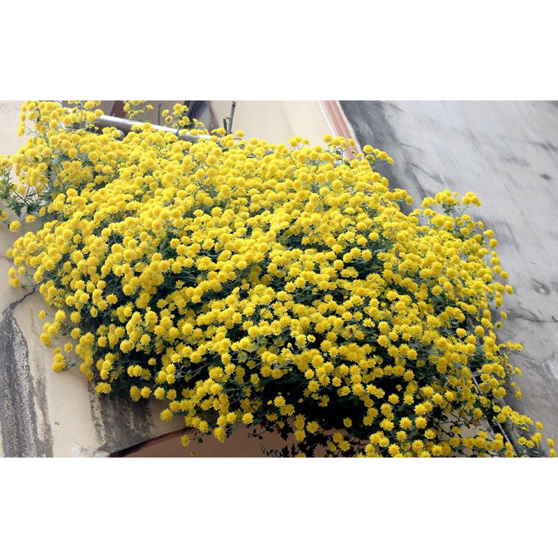 Combo 10 cây giống cúc chi vàng làm trà