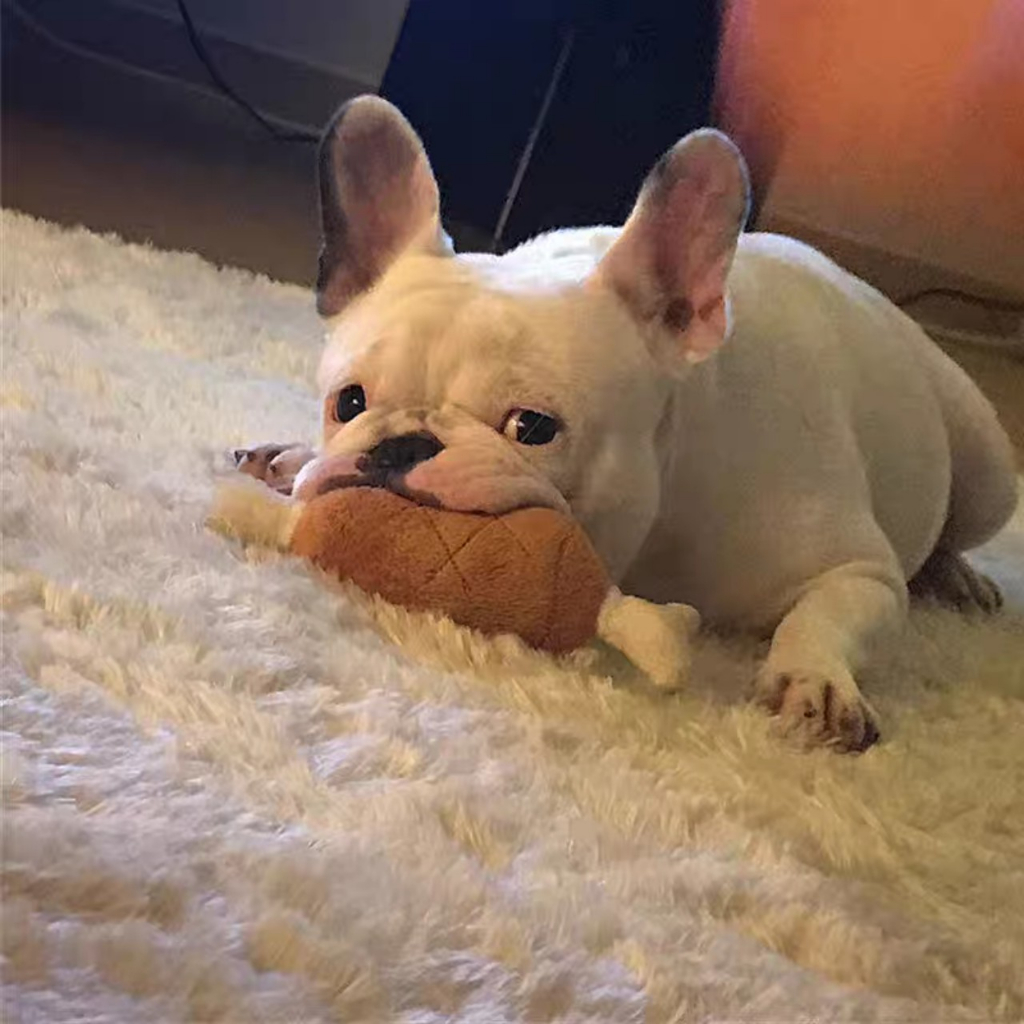 Đồ chơi chó mèo giảm stress, giảm cắn phá đồ đạc - Đồ chơi thú cưng nhiều loại