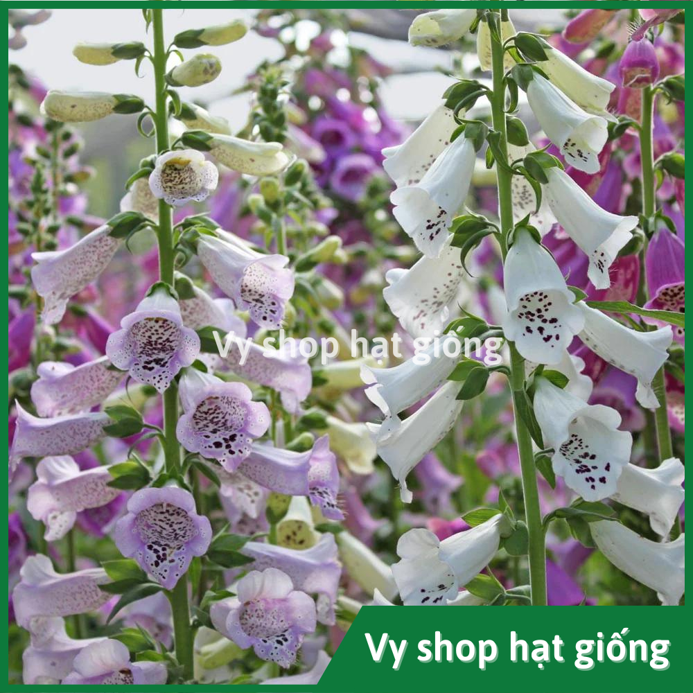 Hạt giống hoa mao địa hoàng - Digitalis mix màu gói 1000 hạt