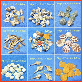  Vỏ Sò Vỏ Ốc Các Loại - Trang Trí Bể Cá - Decor 