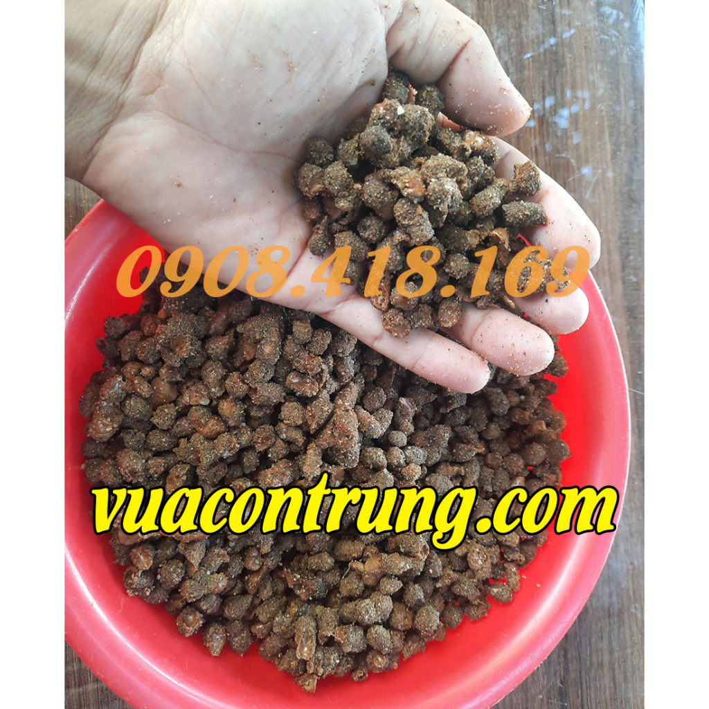 Kén trứng cào cào cốm xanh, châu chấu lúa