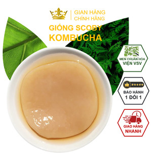 Combo SCOBY 5 - 7 món cho người mới (Giống SCOBY + Trà Đen + Trà xanh + Đường Mía + Nước mồi) chuẩn Organic làm Kombucha