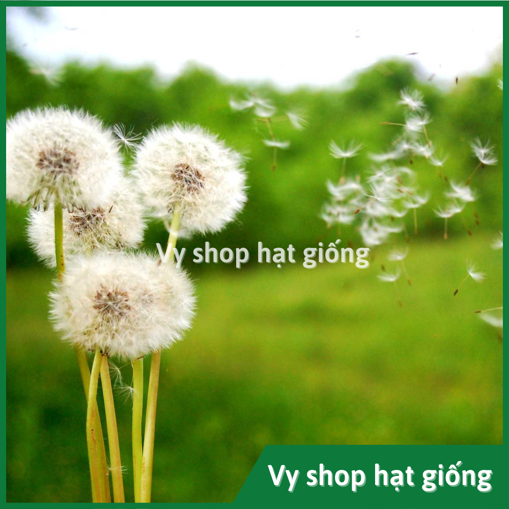 Hạt giống hoa bồ công anh - Dandelion gói 1000 hạt