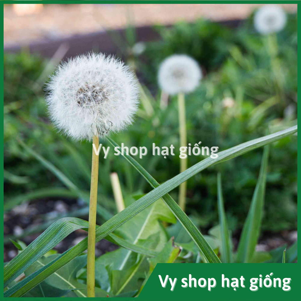 Hạt giống hoa bồ công anh - Dandelion gói 1000 hạt