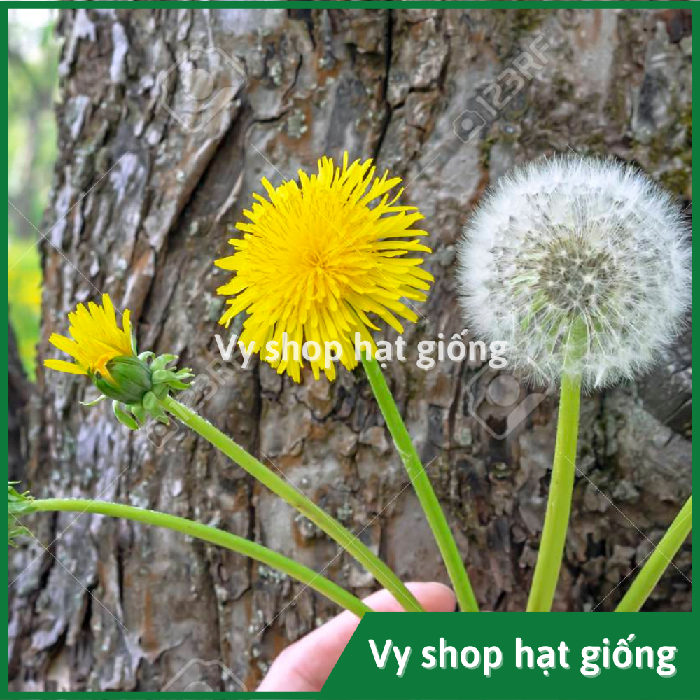 Hạt giống hoa bồ công anh - Dandelion gói 1000 hạt