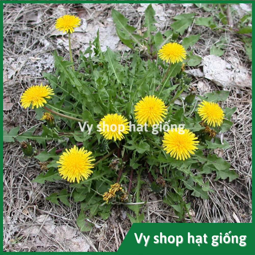 Hạt giống hoa bồ công anh - Dandelion gói 1000 hạt