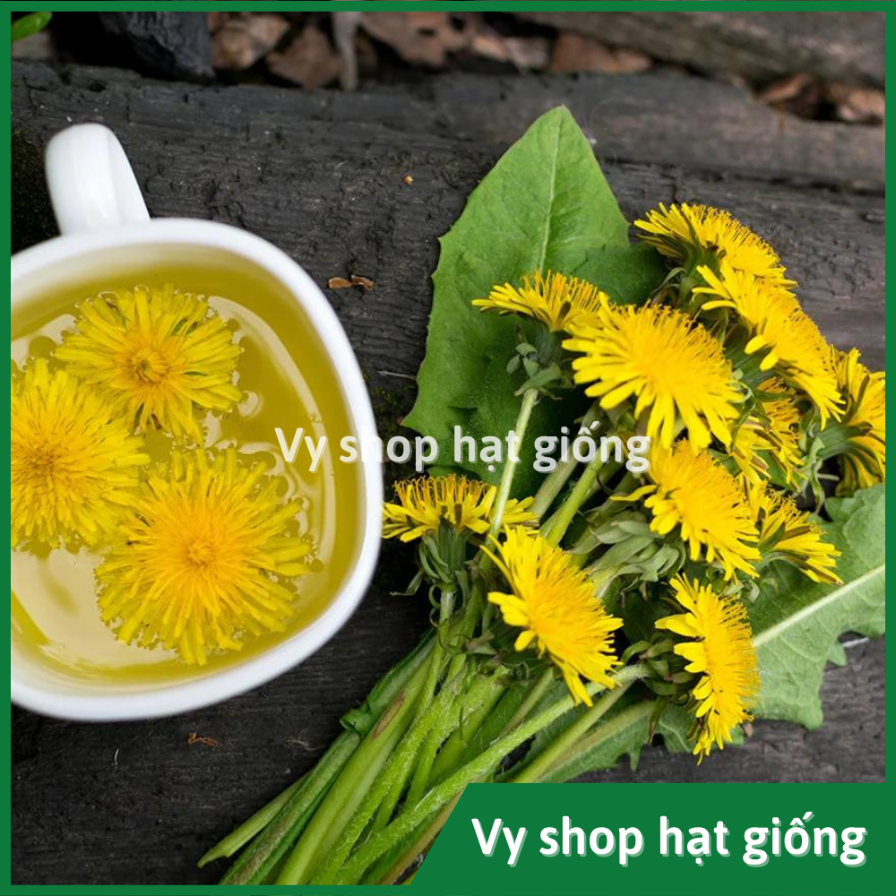 Hạt giống hoa bồ công anh - Dandelion gói 1000 hạt