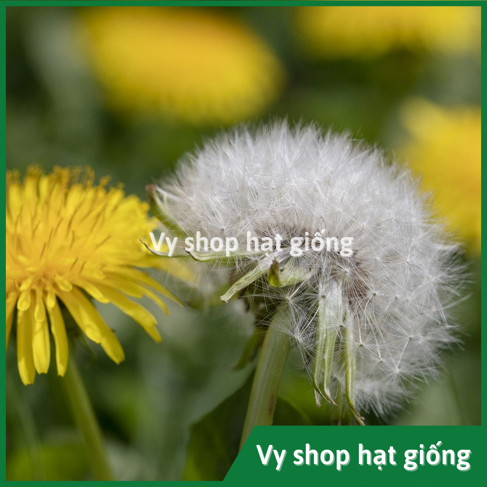 Hạt giống hoa bồ công anh - Dandelion gói 1000 hạt