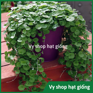 Hạt giống cỏ đồng tiền lá nhỏ - Dichondra Repens gói 100 hạt
