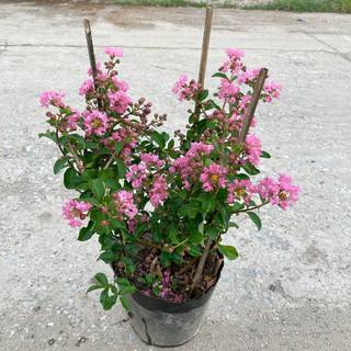 Cây hoa tường vi hồng 40-45cm