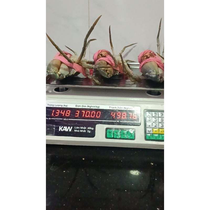 COMBO 3 CON 1,348KG CUA CAC MAU