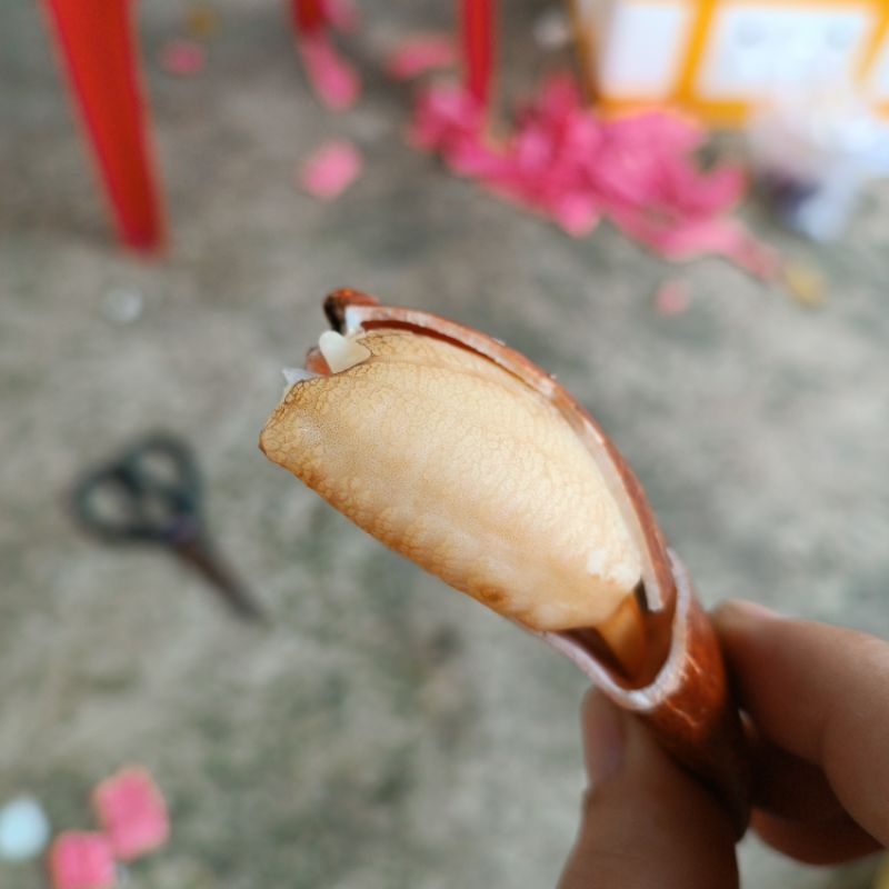 CUA BIỂN CON 450G