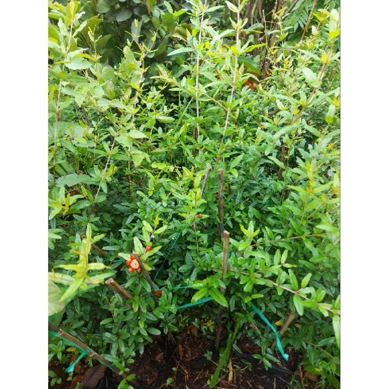 Chậu cây lựu An Do nhánh chiết chuan giong