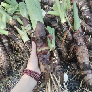Bạc Hà Núi dễ trồng