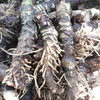(3 cây con ) Bạc Hà Núi (củ Ráy voi ) dễ trồng