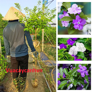 2 cây Nhài Nhật Thoát Thân 1m cực đẹp cây như hình 1