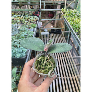 Hồ điệp cây giống đủ màu