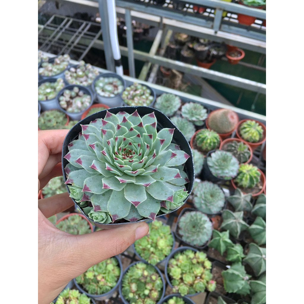 Sen đá phật bà viền tím chậu 5cm đến 6cm