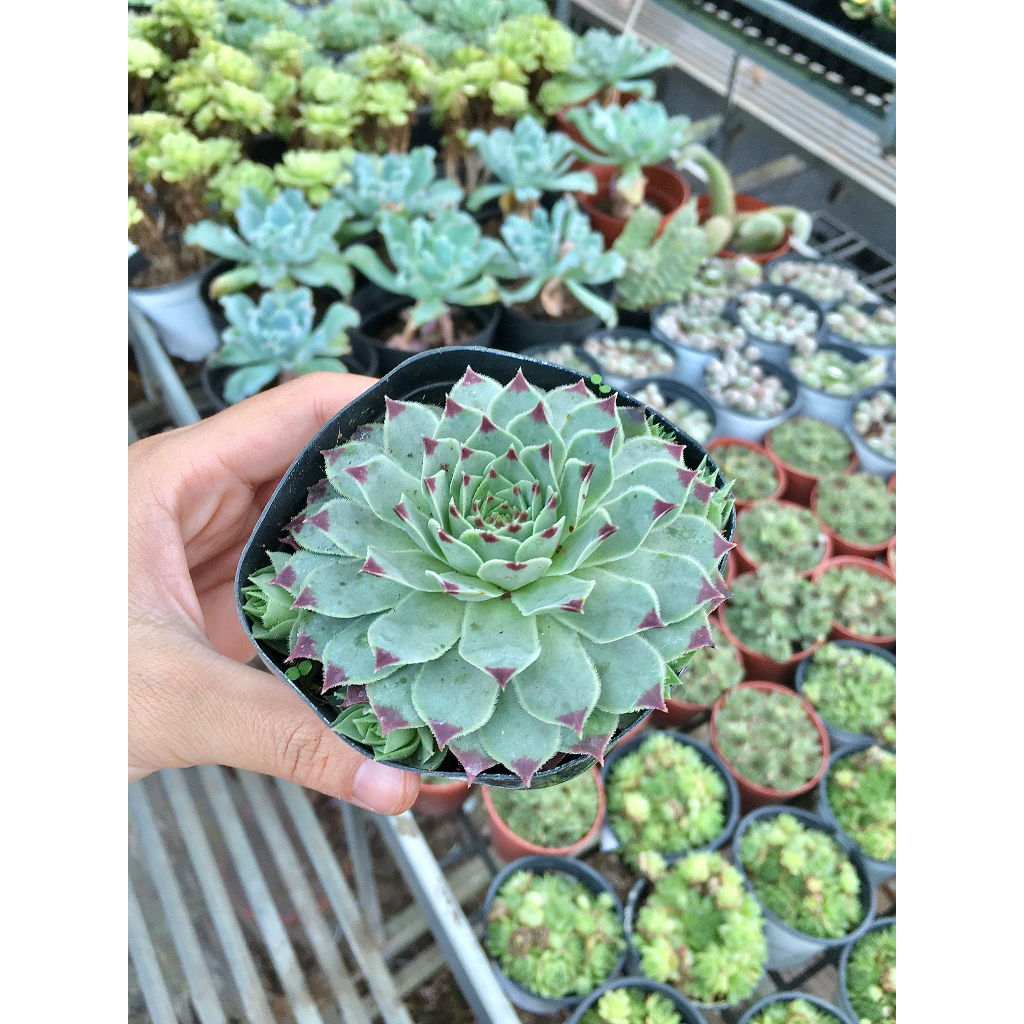 Sen đá phật bà viền tím chậu 5cm đến 6cm