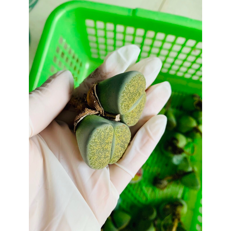 Sen Đá Thạch Lan Size Khủng 3,5-5cm Cây Đôi Xanh Lá, Lithops, Sen Mông