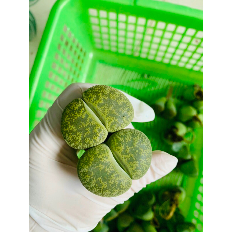 Sen Đá Thạch Lan Size Khủng 3,5-5cm Cây Đôi Xanh Lá, Lithops, Sen Mông