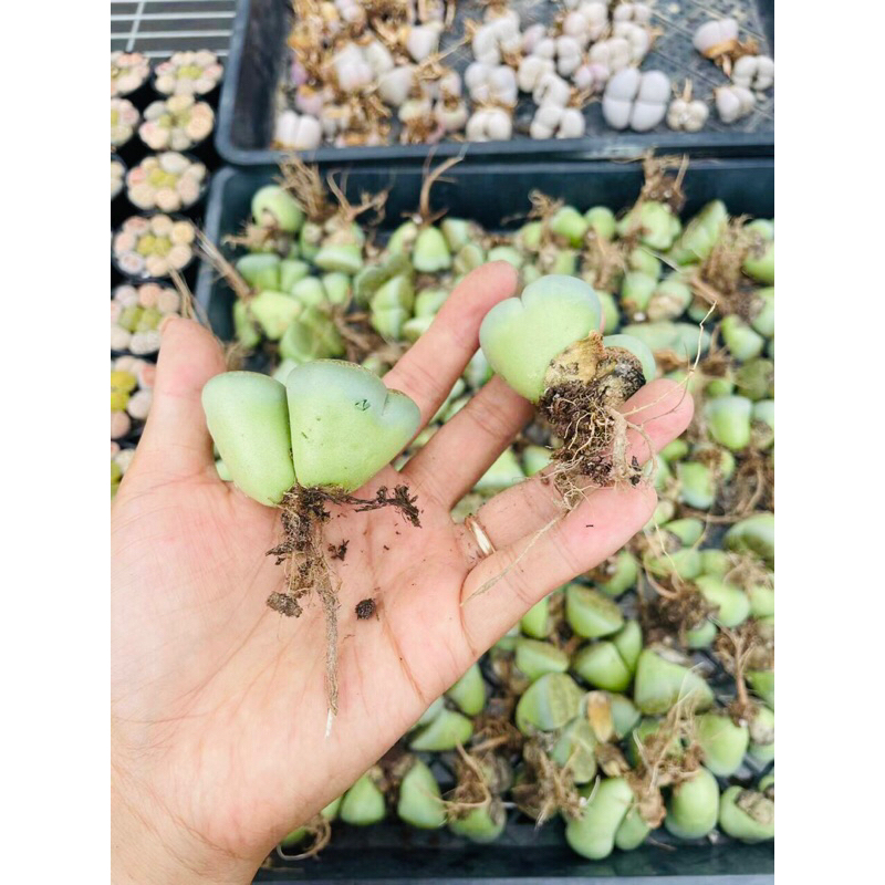 Sen Đá Thạch Lan Size Khủng 3,5-5cm Cây Đôi Xanh Lá, Lithops, Sen Mông