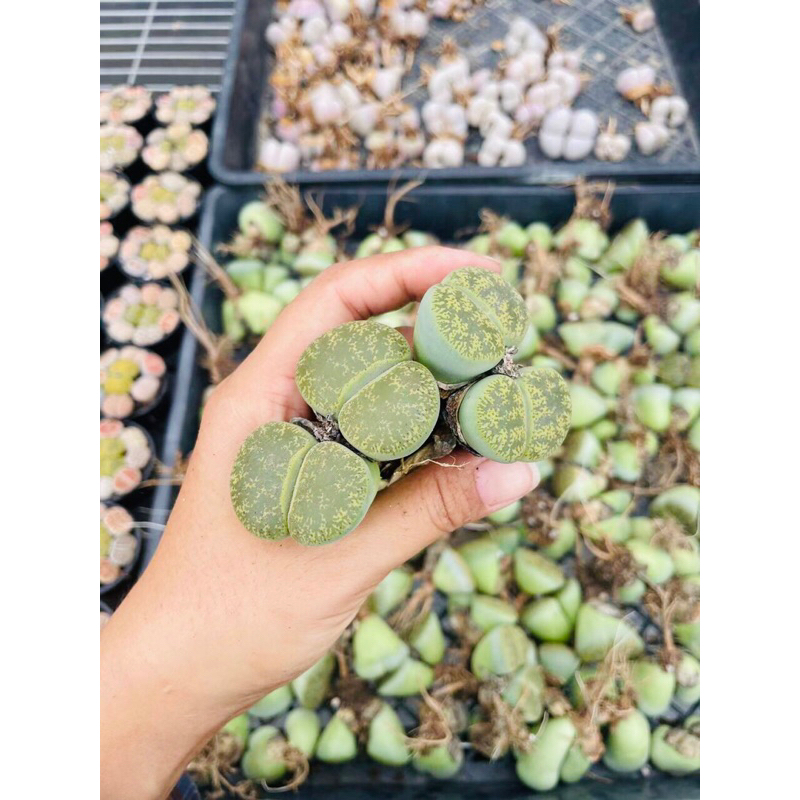 Sen Đá Thạch Lan Size Khủng 3,5-5cm Cây Đôi Xanh Lá, Lithops, Sen Mông