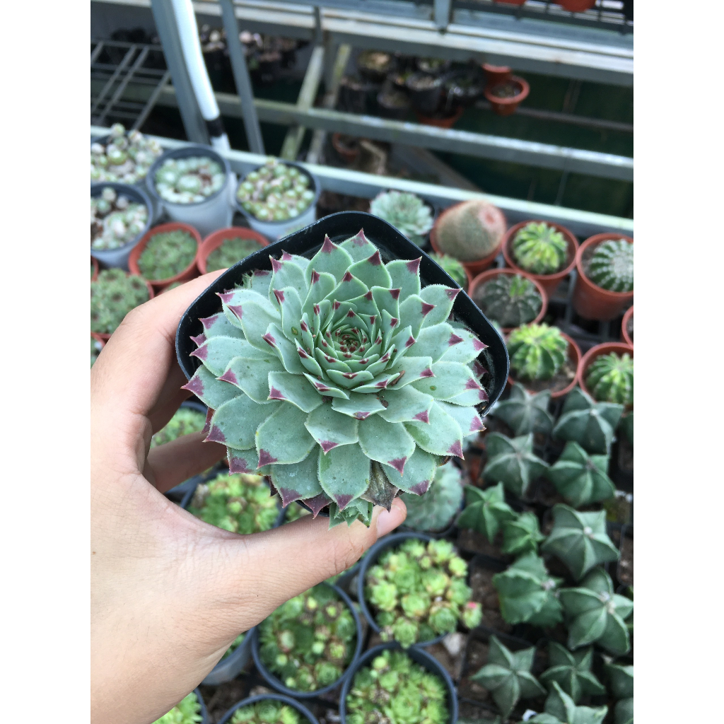 Sen đá phật bà viền tím chậu 5cm đến 6cm