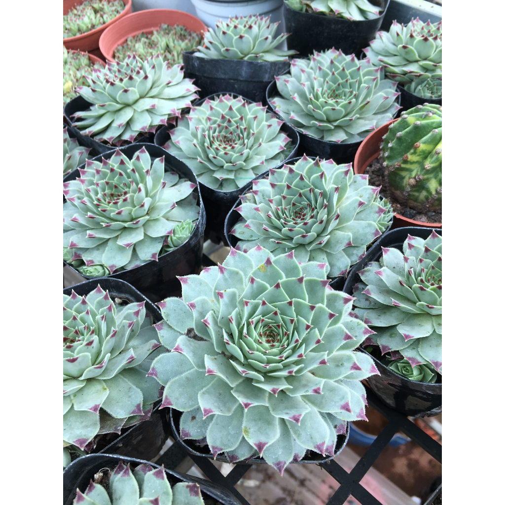 Sen đá phật bà viền tím chậu 5cm đến 6cm