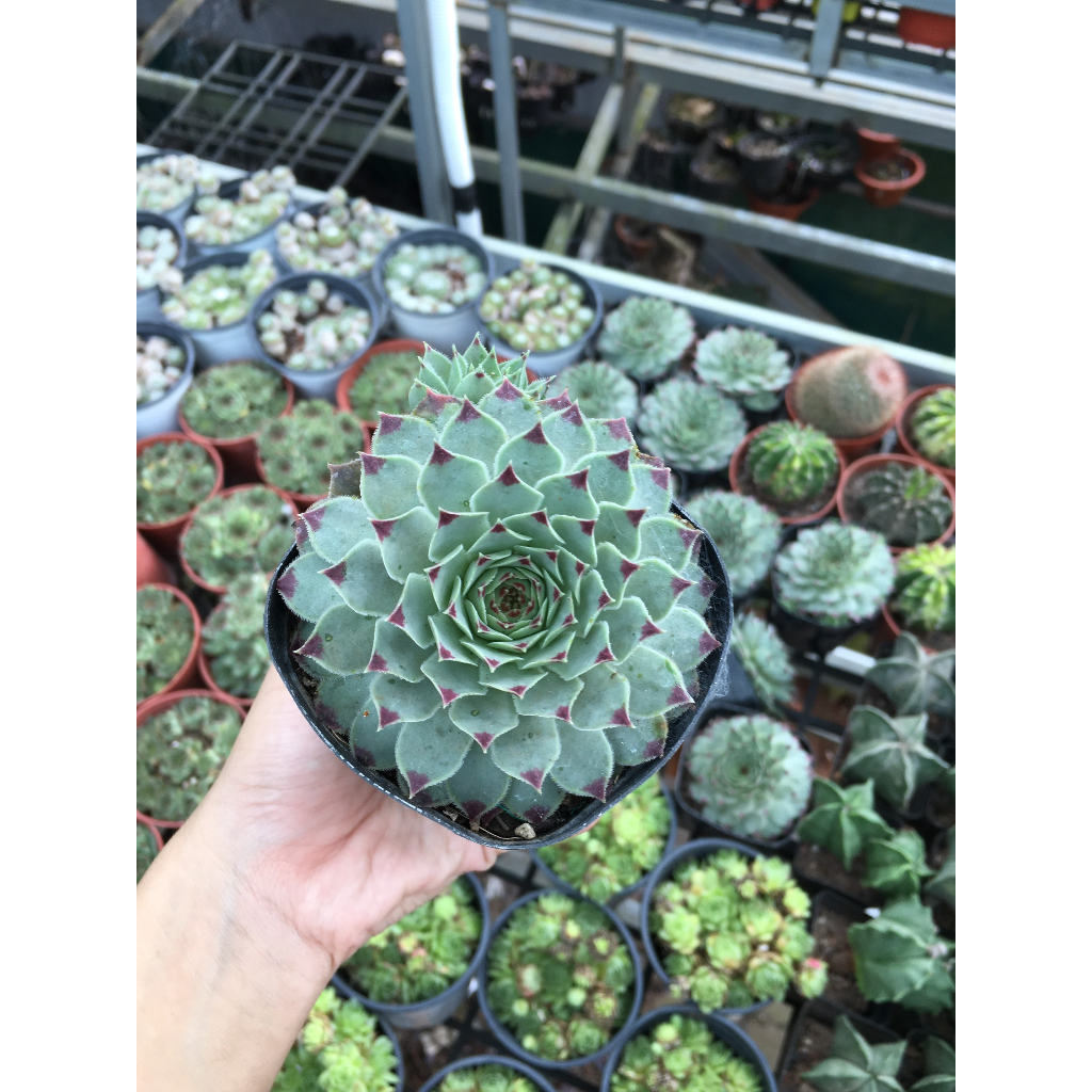 Sen đá phật bà viền tím chậu 5cm đến 6cm