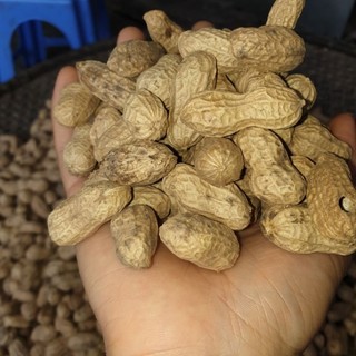 lạc đỏ bóc tay