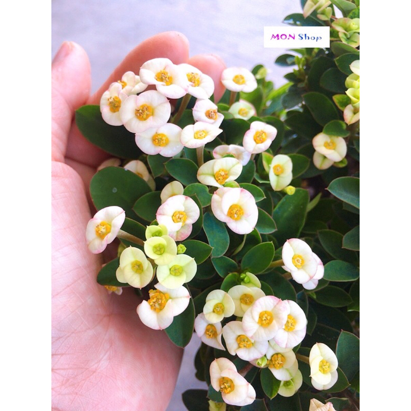 Xương rồng bát tiên mini hoa trắng dễ trồng siêng hoa