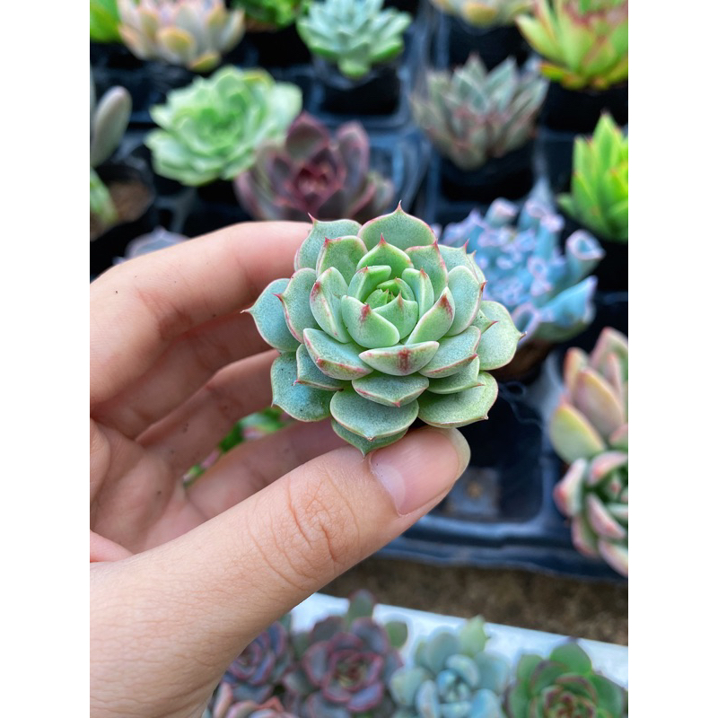 Sen Đá Vân Mai [size mini 2-3cm]