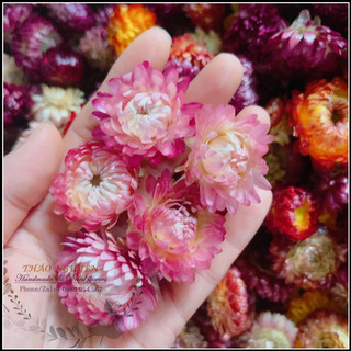 Cúc bất tử ❤️hoa cúc sấy khô trang trí