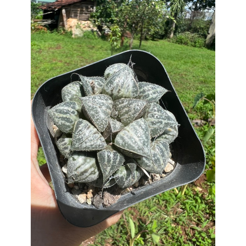 Haworthia Yuki Keshiki 6cm