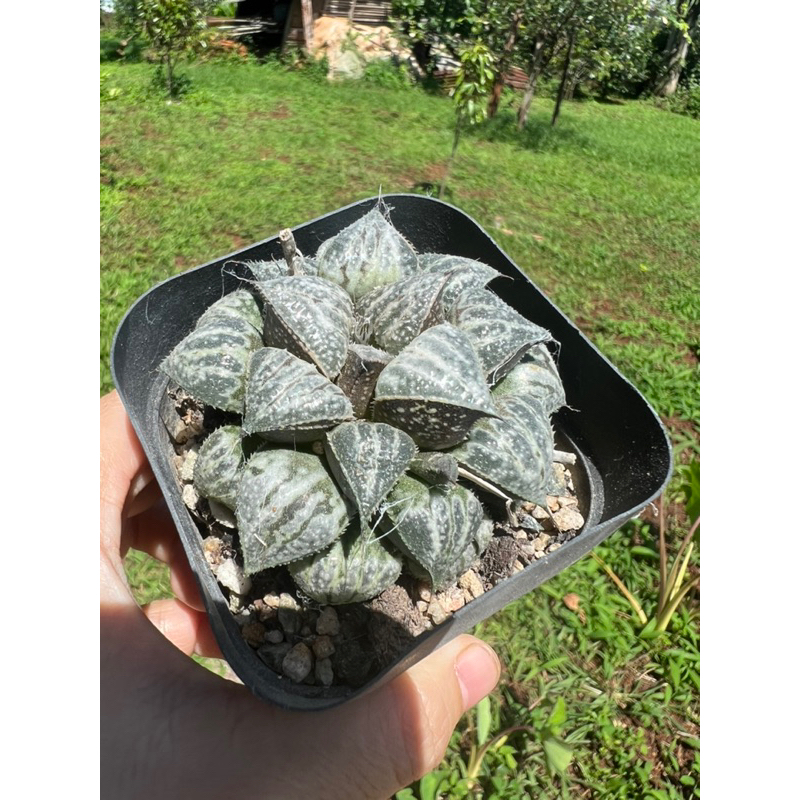 Haworthia Yuki Keshiki 6cm