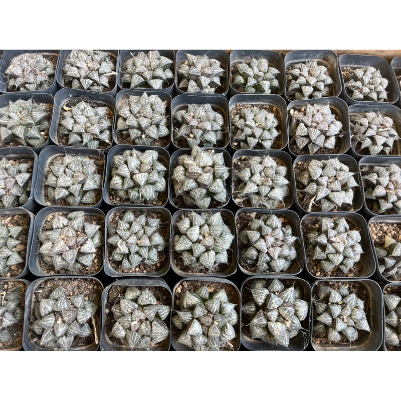 Haworthia Yuki Keshiki 6cm