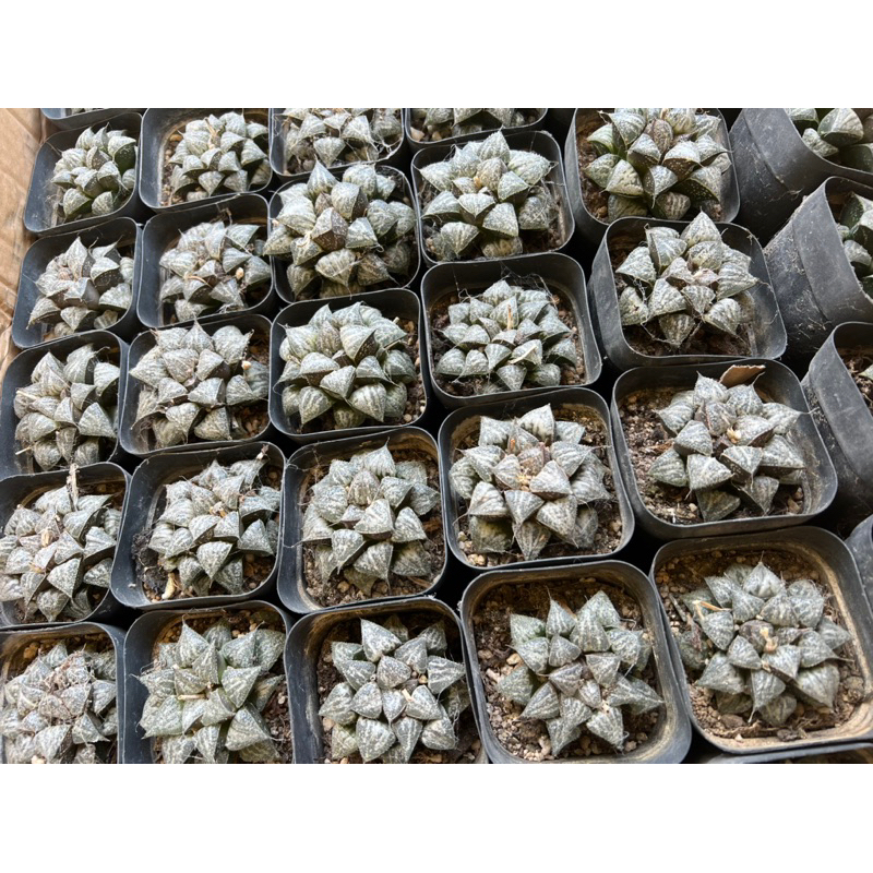 Haworthia Yuki Keshiki 6cm