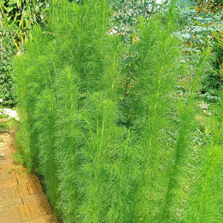 Cây thì là thân gỗ