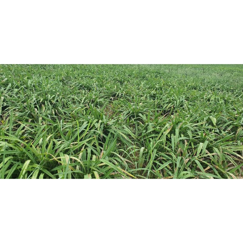 Cây giống hương bài