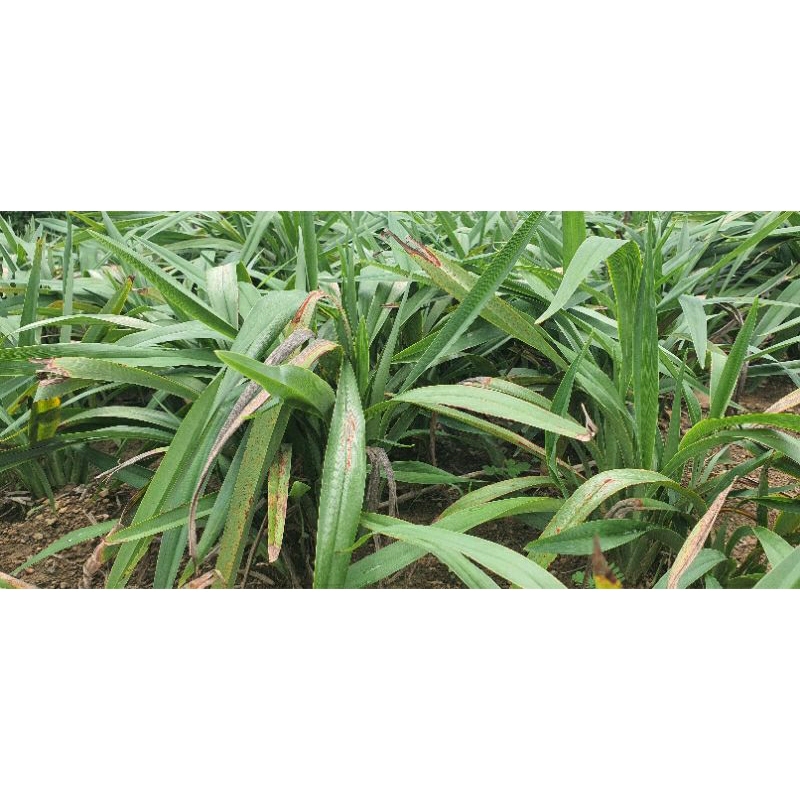 Cây giống hương bài