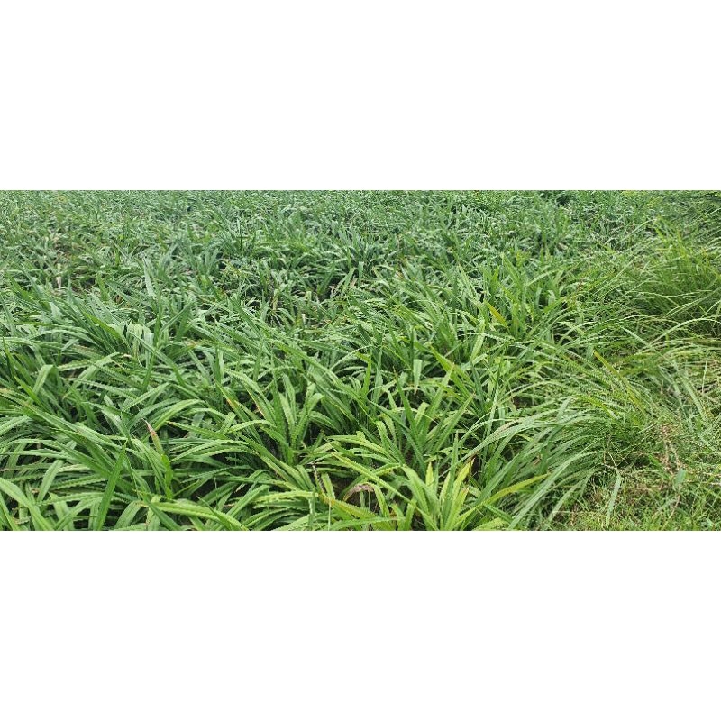 Cây giống hương bài