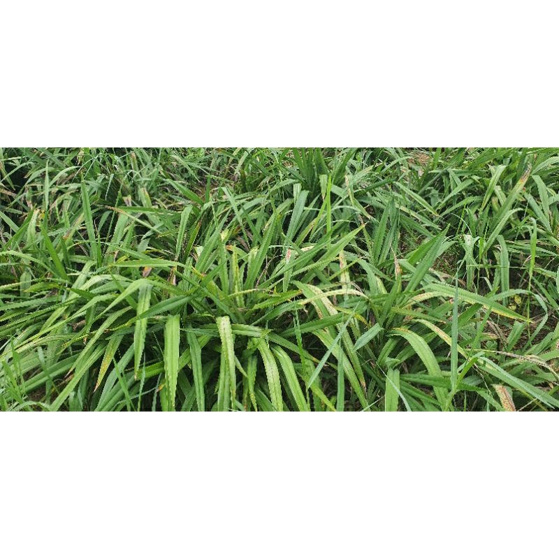 Cây giống hương bài