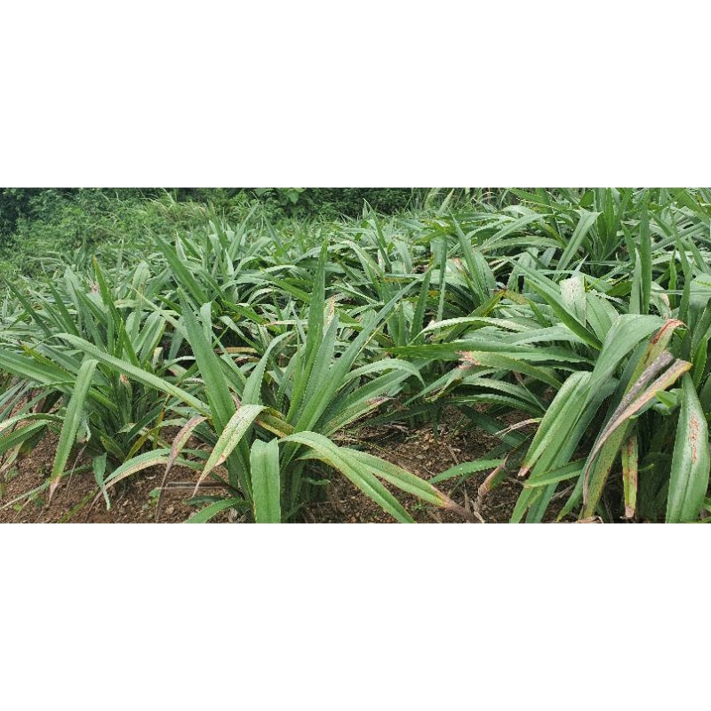 Cây giống hương bài